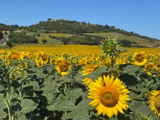 Aux Tournesols - 1