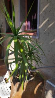 Texas Guesthouse - 4