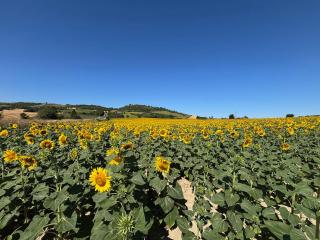 Aux Tournesols - Lavelanet - 2