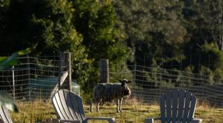 Sherwood Cottages -Grey Gum- Great Family Unwind - - 5