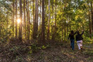 Sherwood Cottages Spotted Gum Nature Hideaway - - 3