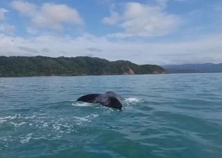 Where The Forest Meets The Sea - 7