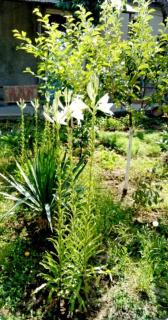 Garden House 2 Bedrooms - Yerevan - 5
