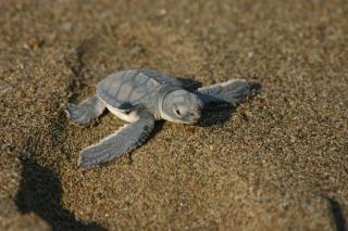 Ras Al Jinz Turtle Guest House - 2