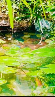 Frangipani Suite - 4