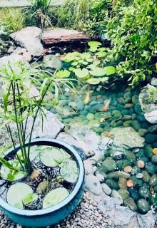 Frangipani Suite - 3