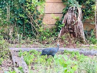 Porcupine Lodge in Constantia - Cape Town - 4