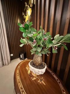 Platinum Suite Apartments - Gold Crest Mall & Residency by Mövenpick DHA P4 - Lahore - 3