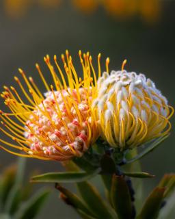 Simbavati Fynbos on Sea - 4