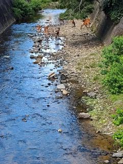大和の宿 Kitabukuro202 - 1