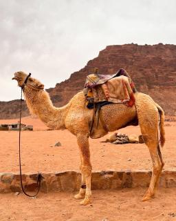 Wadi Rum Moon & Tours - Wadi Rum - 1