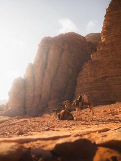 Wadi Rum Moon & Tours - Wadi Rum - 4
