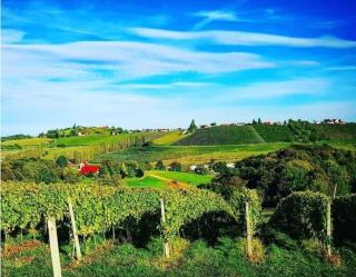 Hilltop vineyard house - 3