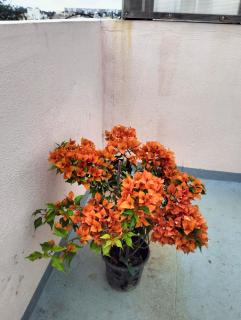 1BHK FULLY FURNiTURE FLAT AT BTM LAYOUT - 6