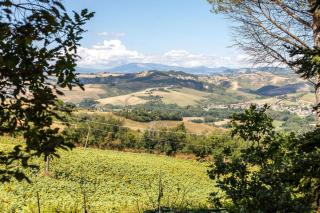 Italian Experience-La Pineta Holiday Homes - Monte Fabbri - 3