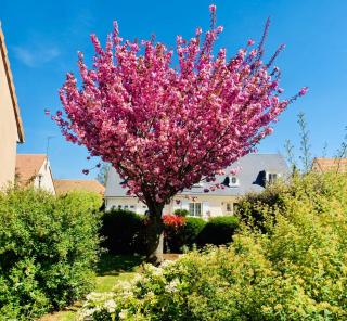 Chez Armelle - Savigné-lʼÉvêque - 0