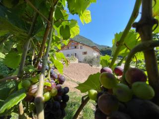 Agriturismo Maso San Valentino - St. Michael an der Etsch - 8