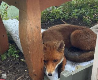 2 ROOM TENT In The GARDEN & CAMPERVAN & CARAVAN - parked outside - 2