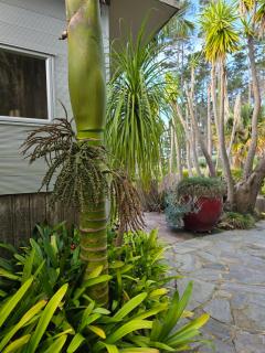 Nikau Apartments Waiheke Island - 7