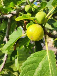 Residenza Stefanelli - 7