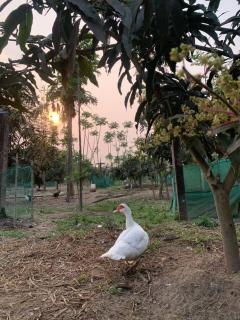 Devchuli Farm House, Luxury Resort - Kawasoti - 8