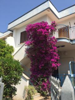 Casa Bouganville - 0