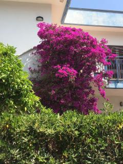 Casa Bouganville - 7
