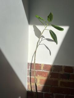 Brunswick Heritage Loft Stay - Melbourne - 3