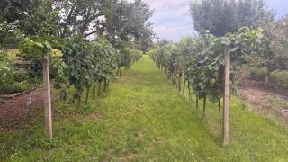 Ubytování U Kocábů - Drnholec - 9