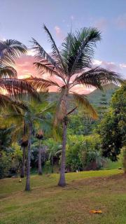 Tree Top View Lodge - Chamarel - 5