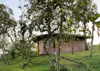 CAMVUL Farm Lodge - Finca Hotel - Palmito Palma - 4