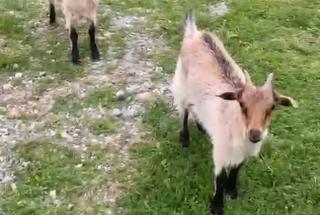 Hotel-Restorant Pepushaj - Shkodër - 1