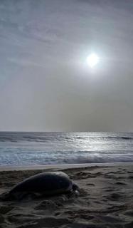 Pink Beaches Guest Houses - Ras al Hadd - 8