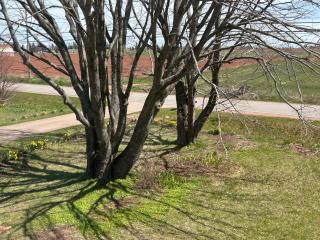 Garden View near Confederation Bridge and Beaches - 7