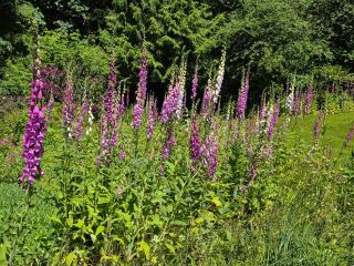 Whispering Woods Bayhouse - Bow - 4