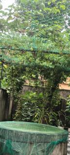 Villa Florence Homestay Varkala Cliff - 9