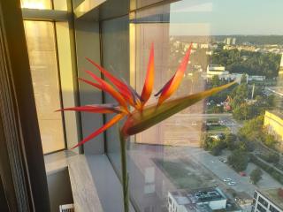 Sea Towers! SKY PENTHOUSE! Panoramic SEA & CITY VIEWS from Glass Corner TRIANGLE! 28 TOP Floor! Terrace! Short & Long Stay! Parking! Sailing in the heaven feels like a King! - 2