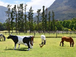 Belle Dauphine Guest House - Franschhoek - 2