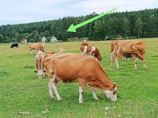 Klidná lokalita Na kraji lesa, celý dům s úschovnu kol - Nová Bystřice - 8