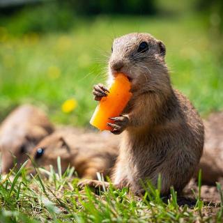 Wellness Chata Chmaroška - Apartmán - 9