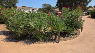 Mini Villa T4 duplex dans résidence hôtelière Fiori di Cala Rossa superbement arborée rénovée en 2023 - chez Anne avec piscine chauffée - Lecci - 7