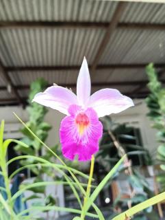 Air Puteri Rest House - Mersing - 4