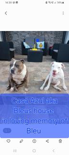 Casa Azul Mountain Retreat - 8