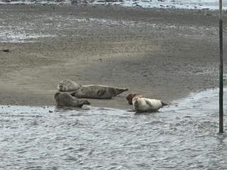 6 person holiday home in Fanø - 1
