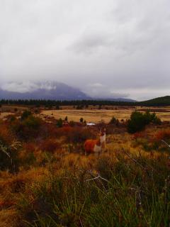Tierra de Guanacos - casa en la naturaleza - 8