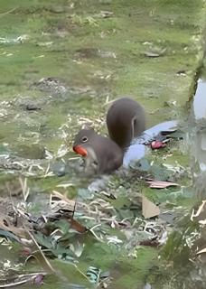 CURTA! |153| Casa dos Pássaros - Campo Alegre - 3