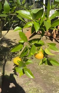 CURTA! |153| Casa dos Pássaros - Campo Alegre - 1