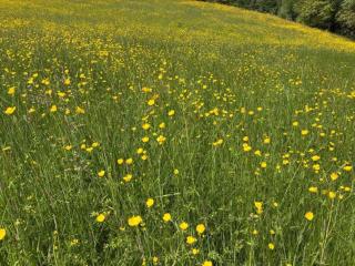 Holiday Home in Muret near Château Colombier - Muret-le-Château - 3