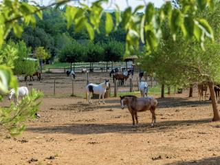 Holiday Home in Le Luc with Pool & Vineyards - Le Luc - 4