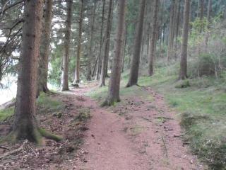 Wald-Ferienwohnung in Wildemann - Wildemann - 1